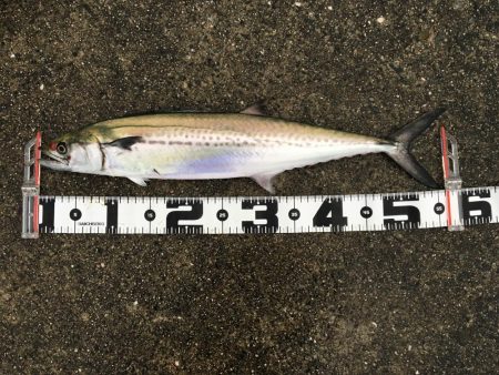 令和元年初日はポーアイで